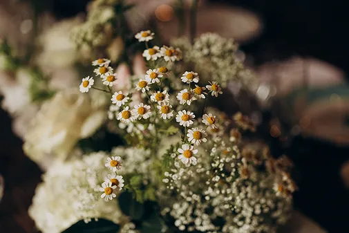 un bouquet de petites fleurs jaunes et blanches